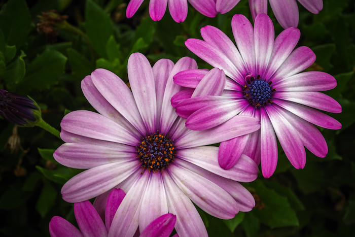 Photo bouquet de fleurs fond d'écran fleuri photo jolie fleur violet
