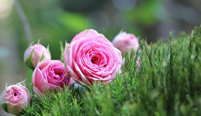 Belle photo pour fond d'écran violet fond d'écran fleur roses jolies