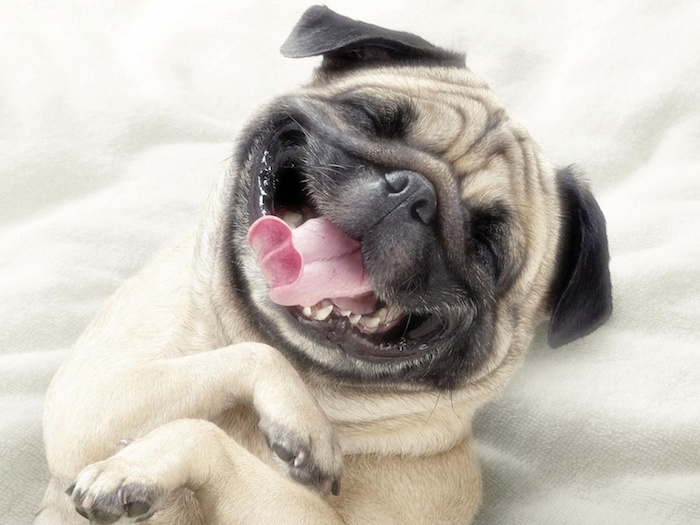 Image swag pour fond d écran magnifique fond d écran humour chien adorable