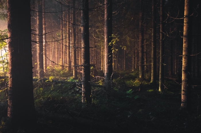 photo aube dans une forêt, beau fond d écran sombre qui montre la nature dans une forêt au gazon vert