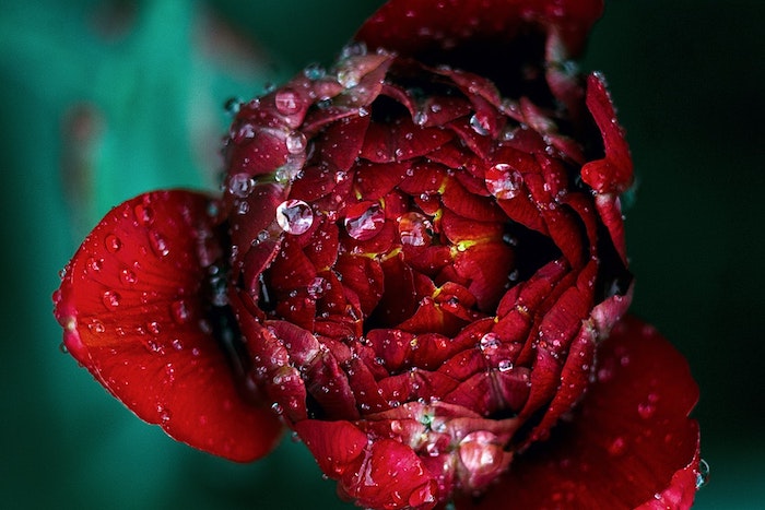 Photo bouquet de fleurs fond d'écran fleur belle en rouge pivoine macro photo gouts d'eau 