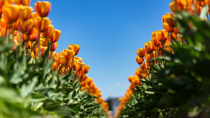 wallpaper fond d écran nature, photo florale avec jardin de tulipes oranges sous le ciel bleu et clair, fond d'écran floral