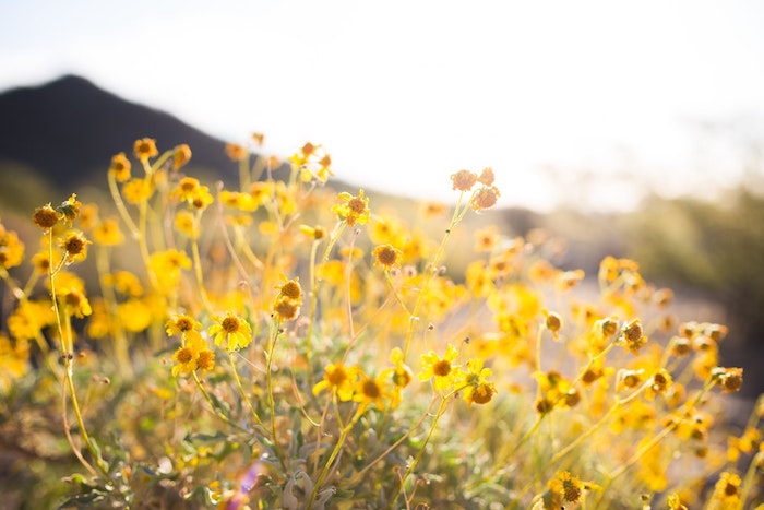 Merveilleuse image fond d'écran gratuit printemps jaunes fleurs cool image paysage fond d ecran
