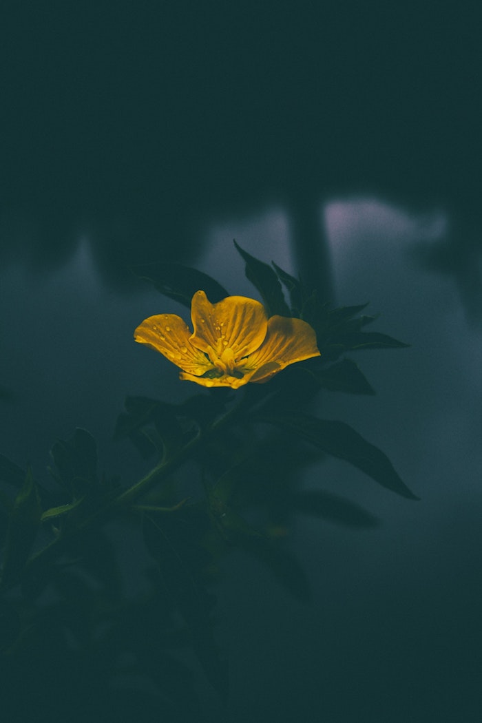 Printemps image pour fond d'écran jolie photo bouquet de fleurs eau jaune fleur