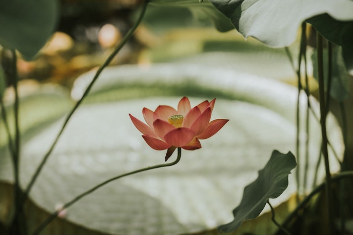 Fleur fond d'écran image de fleur photo bouquet de fleurs lotus