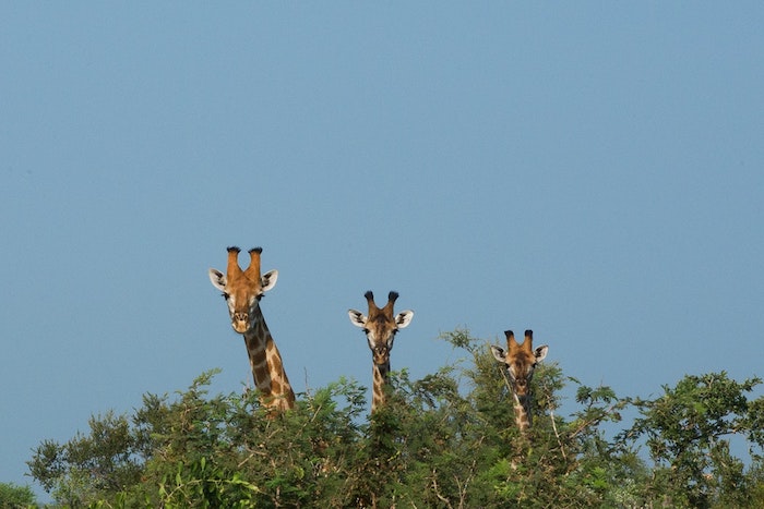 Fond d écran pour garçon image drole pour fond d écran simple giraffes arbre couronne