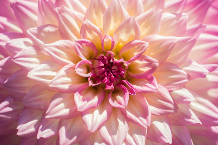 Rose fond d'écran fond d'écran iphone fleur image beauté de fleur