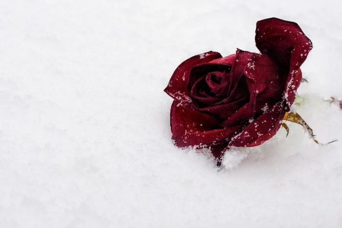 Le Fond Décran Fleur Qui Donne De Grands Sourires Obsigen