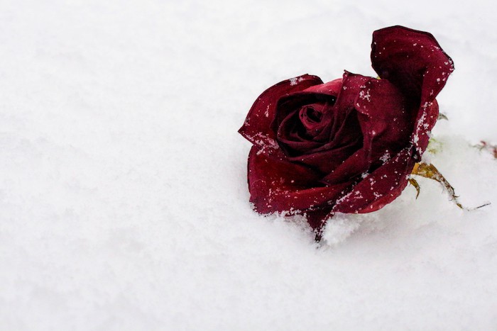 Superbe fond d'écran jardin fond d'écran couleur rose fleurs rose rouge sur la neige 