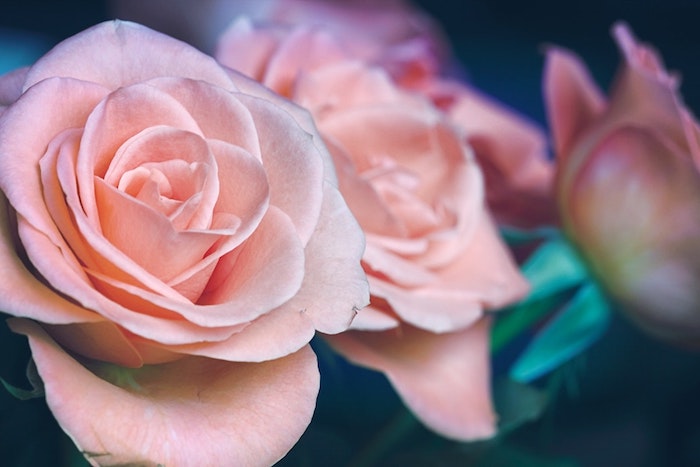 Adorable image de fleur fond d'écran fleur fond d'écran roses roses