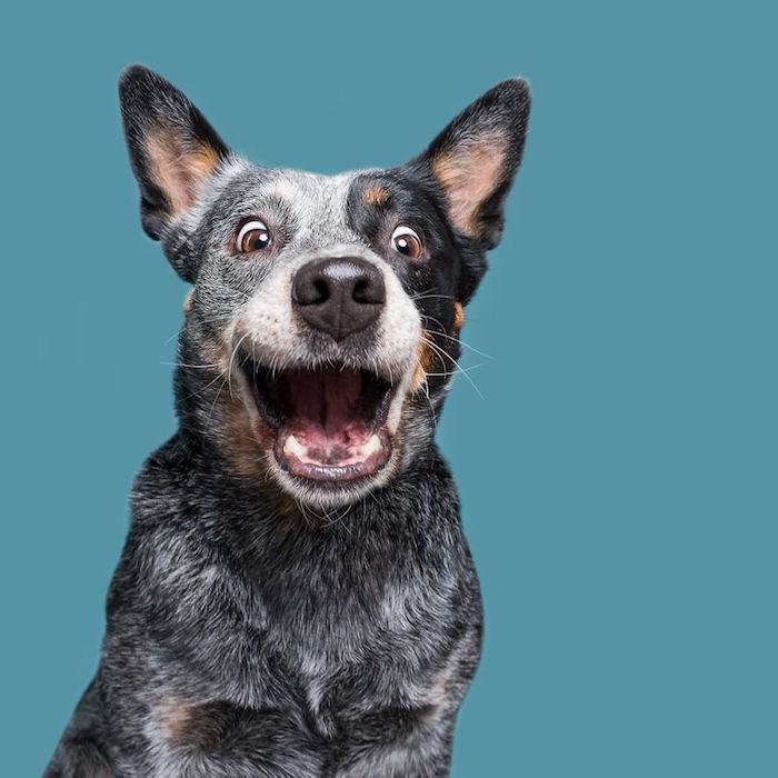 Cool fond d’écran iphone drole fond d’écran drole gratuit desktop amusement chien souriant 