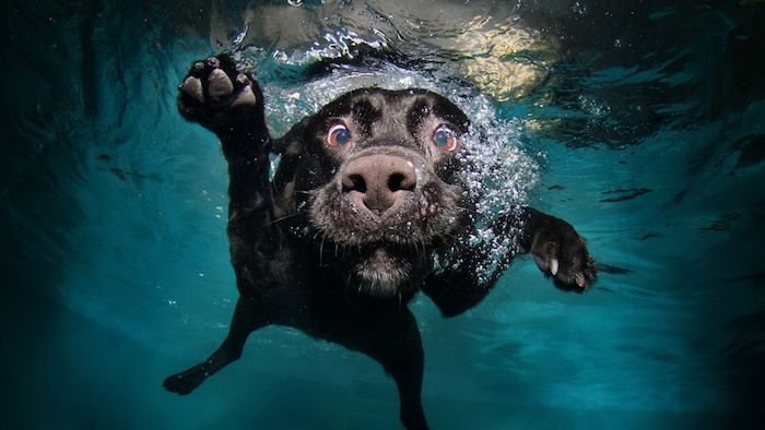 Chouette fond d’écran magnifique fond d’écran humour fond ecran drole photo chien qui nage 