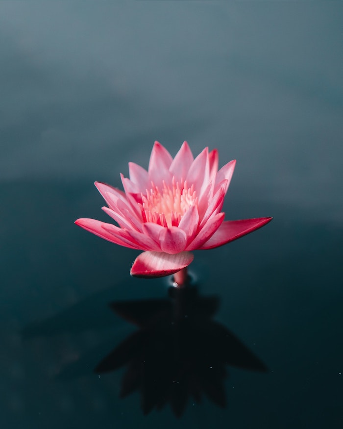Chouette image de fleur fond d'écran rose theme fleur lilies dans l'eau