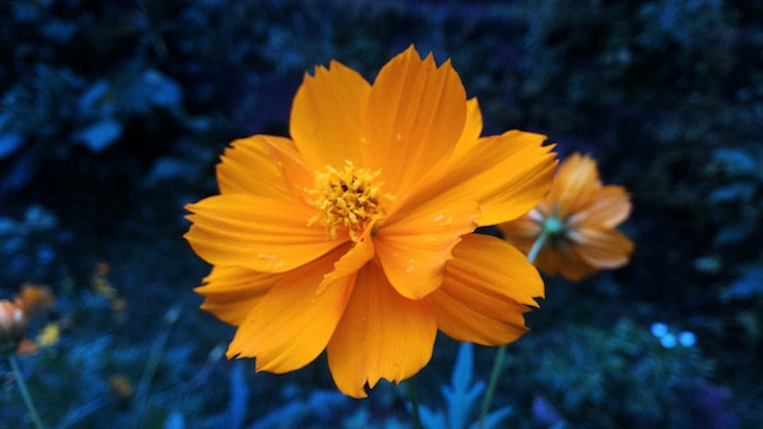 Des images des fleurs fond ecran fleur fond d'écran jolie fleur orange fond bleu fond d'écran parfait 