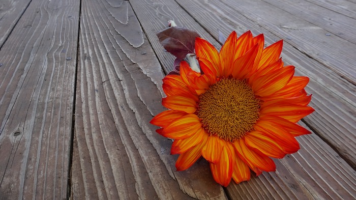 Excellence fleurs image de fleur fond d'écran plancher en bois fleur tournesol orange