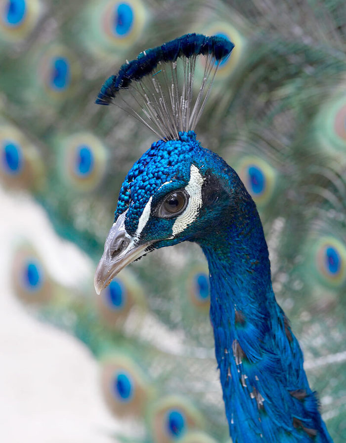 tete de paon bleu brillant, couleur bleu paon naturelle, paon bleu et oiseau coloré