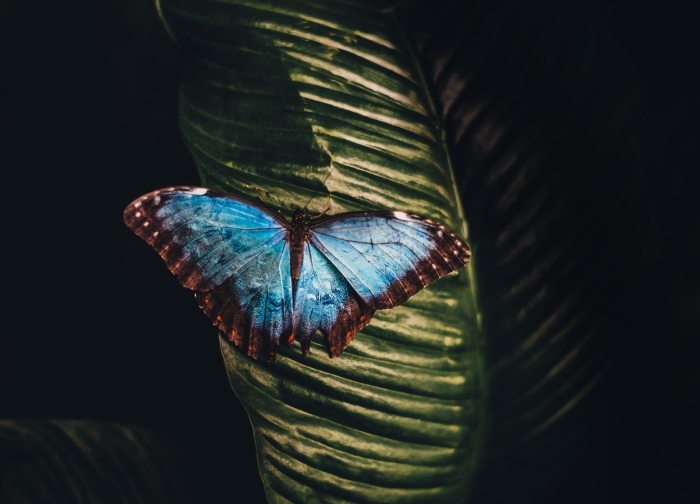 les plus beau fond d écran, photo de papillon aux ailes bleu turquoise avec contours marron à pois blancs sur une feuille verte