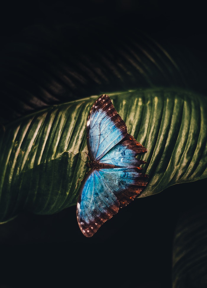 Picture fond d'écran été papillon bleu sur feuille vert fond d'écran plant vert et papillon belle photo