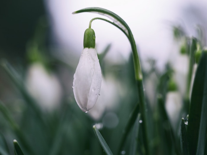 Paysage de printemps fond ecran fleur fond d'écran jolie photo perce neige printemps