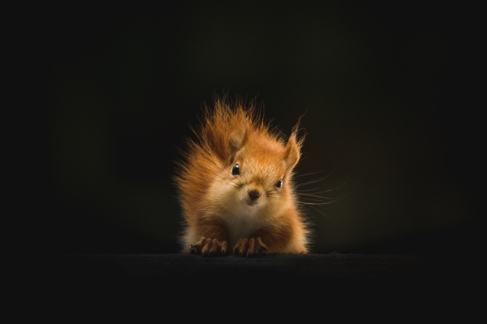 exemple de fond d écran jolie avec petit animal, photo de petit écureuil mignon à fourrure blanc et marron