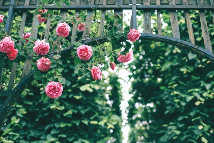 photo d'arc floral avec roses rose, fond d écran beau avec fleurs et arbres vertes, image de la flora verte pour fond d'écran