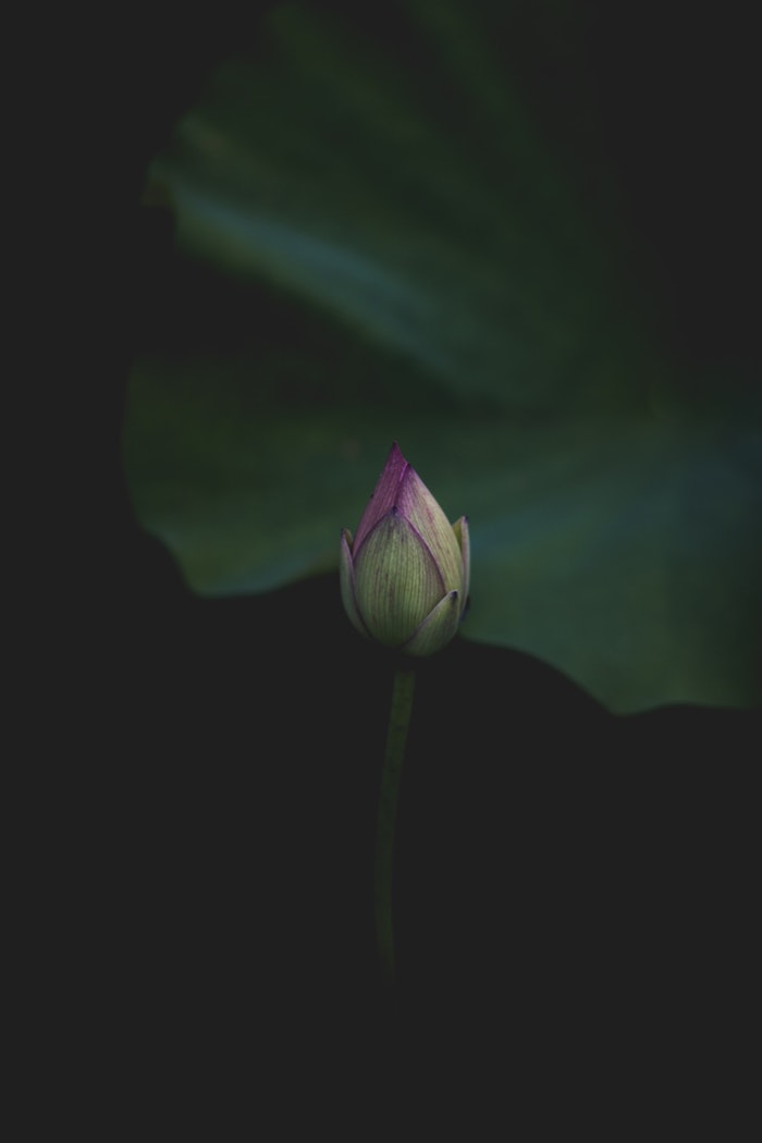 Qualité image fond d'écran gratuit fleurs fleur fond ecran