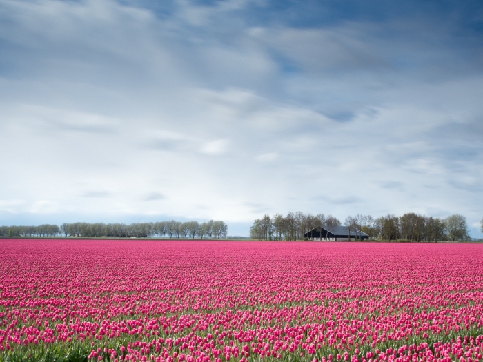 photo de la nature avec champs verts à tulipes rose et une forêt d'arbres vertes sous le ciel bleu aux nuages blanches