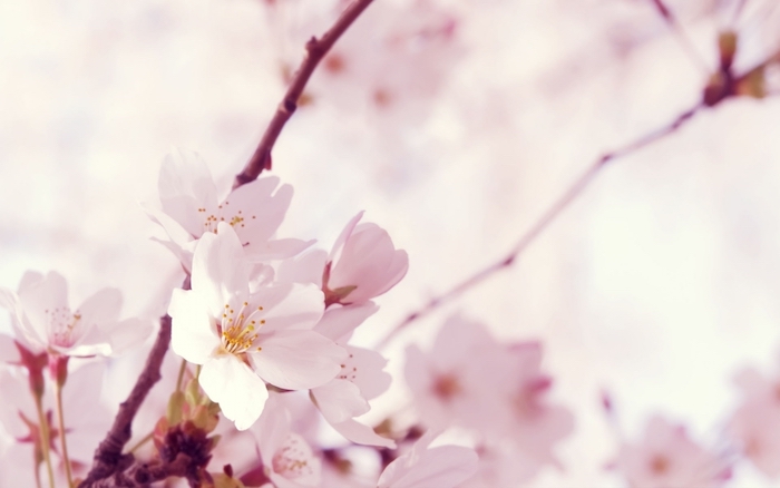 Picturesque fond ecran printemps fond d'écran fleur branche de fleurs pomme printemps