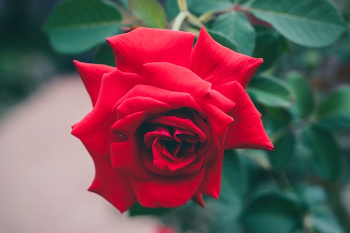 Merveilleux fond d'écran rose fond ecran fleur photo image de rose rouge à envoyer à une amie