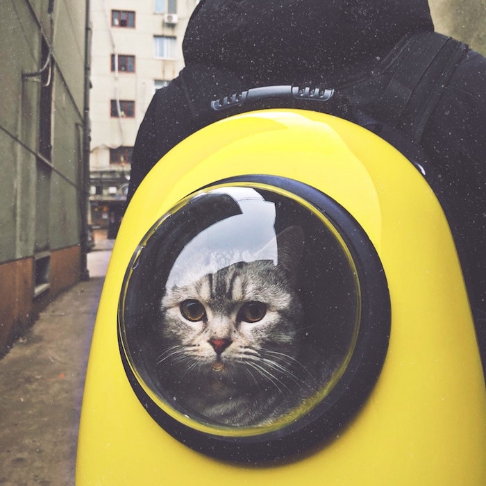 Fantastique fond d’écran animaux mignons photo le plus mignon animal chat dans sac à dos adorable