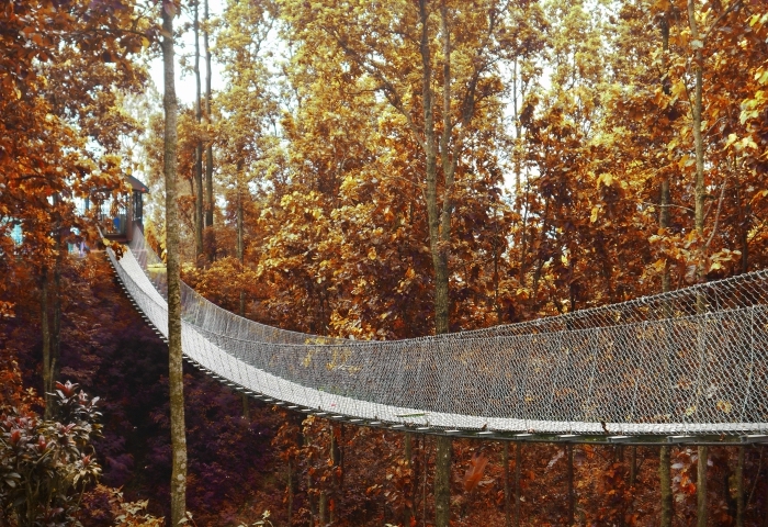 choisir un fond d écran wallpaper naturel, photo de pont dans une foret aux arbres oranges, paysage automnal pour fond d'écran
