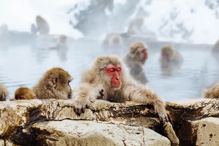 Fond ecran humour image arrière plan fond d’écran humoristique singes au japon dans eau thermale 