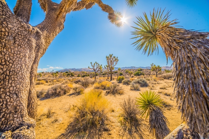 beau fond d écran avec photo de désert, paysage de nature avec plantes tropicales et sable doré au-dessus du ciel bleu