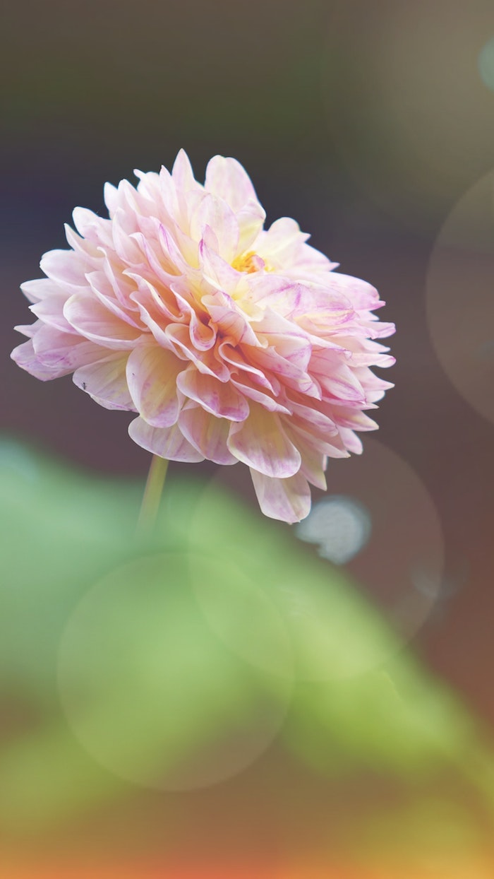 Merveilleuse image fond d'écran gratuit printemps fleur jolie