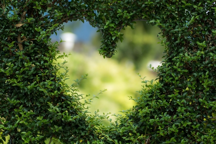 fond ecran gratuit, photo de plantes vertes coupées en forme de coeur, choisir une photo de la nature pour fond d'écran ordinateur