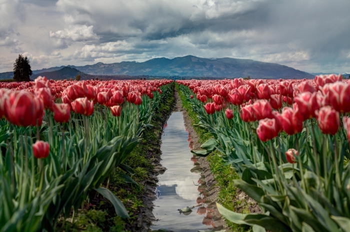 idée pour un fond d'écran naturel avec jardin de tulipes rouges et un paysage de montagnes lointaines