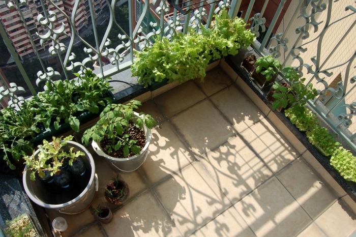 modèle de potager terrasse avec pots, cultivation légumes salades et tomates cerises en pots sur le balcon