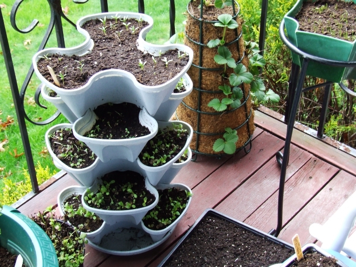 modèle de contenant potager en hauteur design plastique rempli de terreau spécial pour légumes, semis de tomates sur balcon