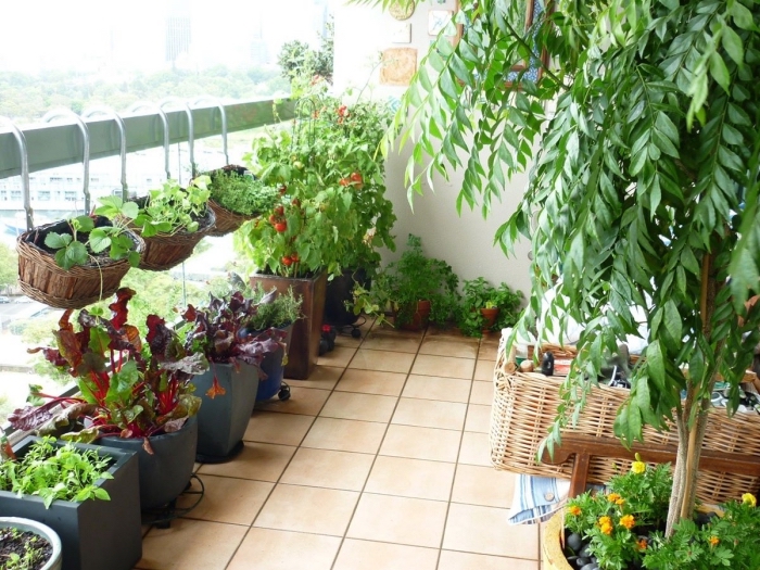 quelles plantes cultiver sur le balcon, légumes et aromatiques en pots grands ou petits remplis avec terreau spécial