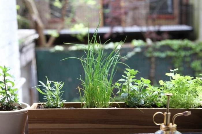 choisir plante balcon à cultiver dans pots avec terreau spécial pour plantes comestibles, exposition au soleil pour légumes