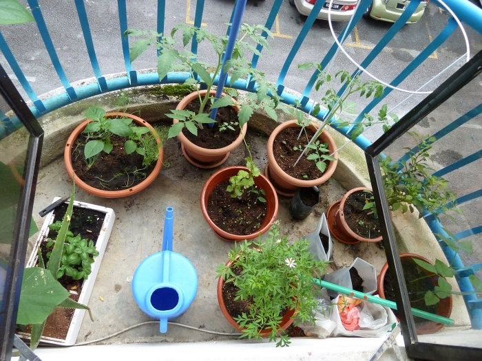 cultiver légumes et aromatiques en pots sur son petit balcon, semer et arroser régulièrement les plantes comestibles