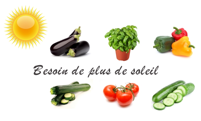 exemples de légumes comme tomates concombres poivrons qui ont besoin de plus de soleil, cultivation plantes dans un appartement
