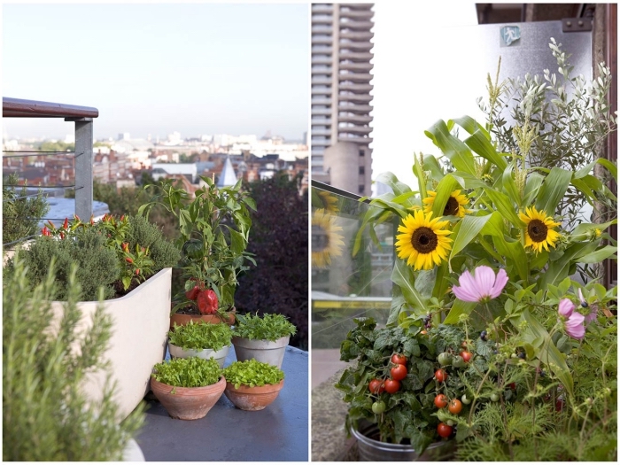 idées quelles plantes cultiver sur son balcon, légumes et plantes aromatiques cultivées en pots sur la terrasse