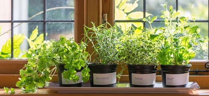 exemple comment cultiver légumes ou plantes aromatiques sur un balcon fermé, herbes dans pots plastiques