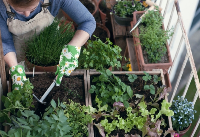 soins pour plantes comestibles à cultiver sur le balcon, semer et planter légumes dans terreau spécial en ville