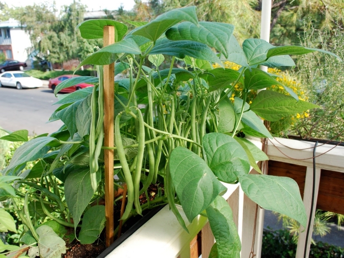 cultivation légumes sur le balcon, idées quelles plantes choisir pour transformer son balcon en mini potager urbain