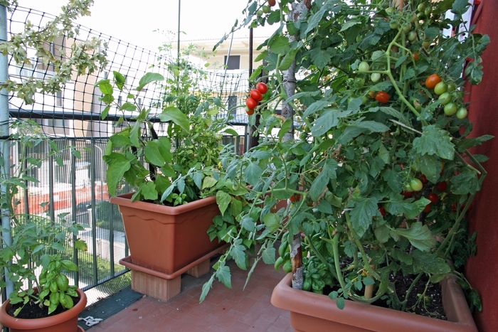 cultivation de variétés de tomates dans jardinières ou potager surélevé sur le balcon, aménagement terrasse avec plantes comestibles