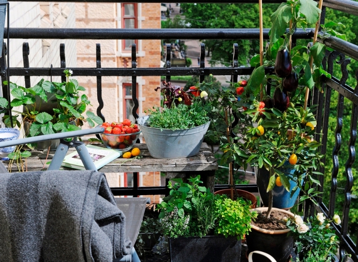 coin de mini jardin urbain sur le balcon avec petite table de bois massif et plantes comestibles dans pots