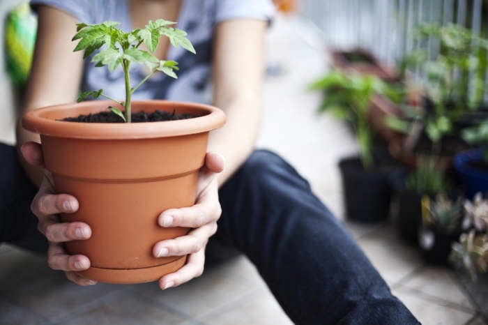 cultivation de légumes et de plantes aromatiques dans pots sur la terrasse ou balcon, semer tomates dans un pot avec terreau spécial pour légumes