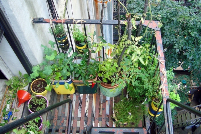 jardinage urbain sur le balcon ou l'escalier en secours avec plantes comestibles et aromatiques cultivés en pots